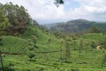Eliya Tea Projekt Teeplantage.jpg